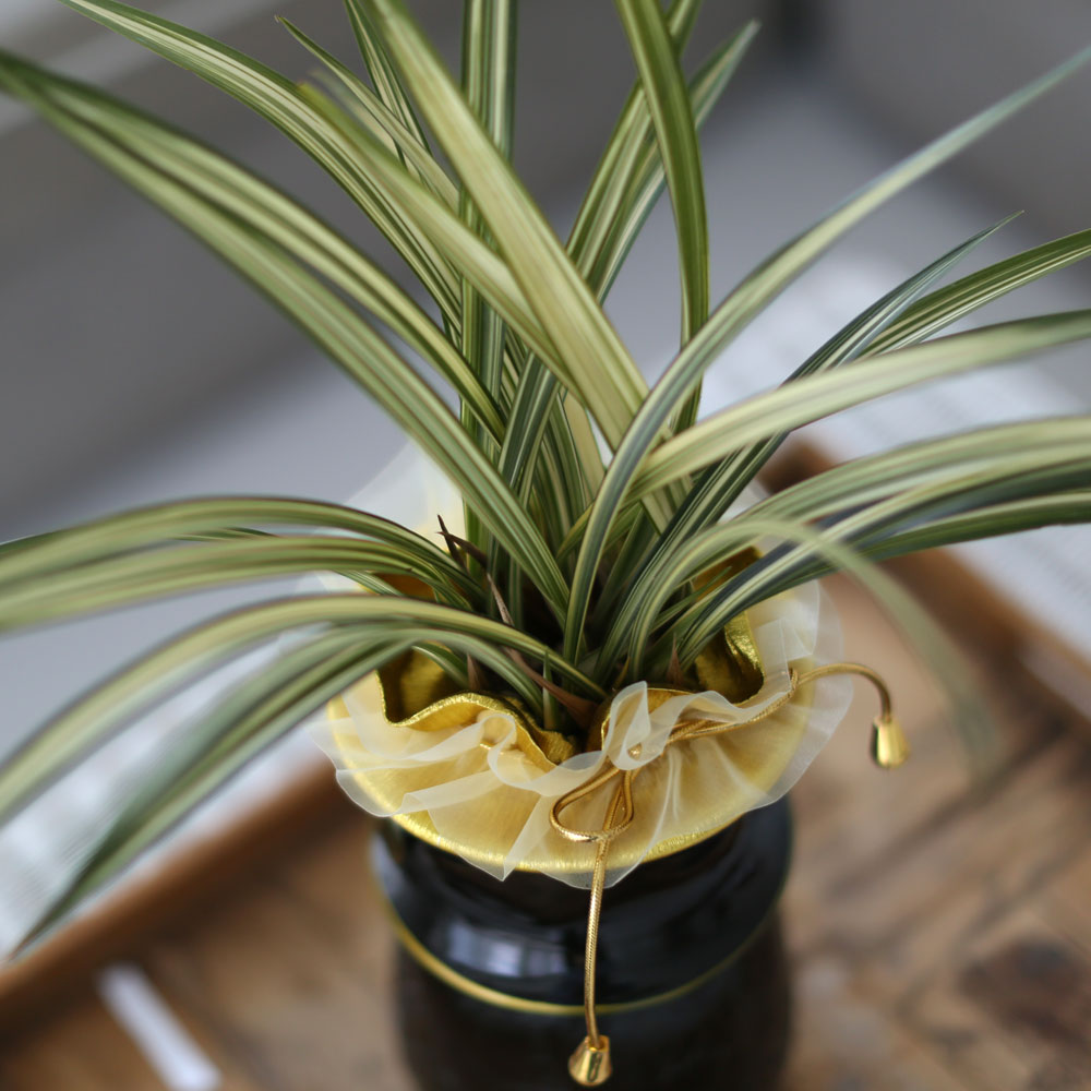 ½Ã¼±À» ¸Ó¹°°Ô ÇÏ´Â ½Ç³» ½Ä¹° - °í±Þ½º·¯¿î ºÐÀ§±â¿¡ µ¿¾ç¶õ(»çÇ×¼ö)