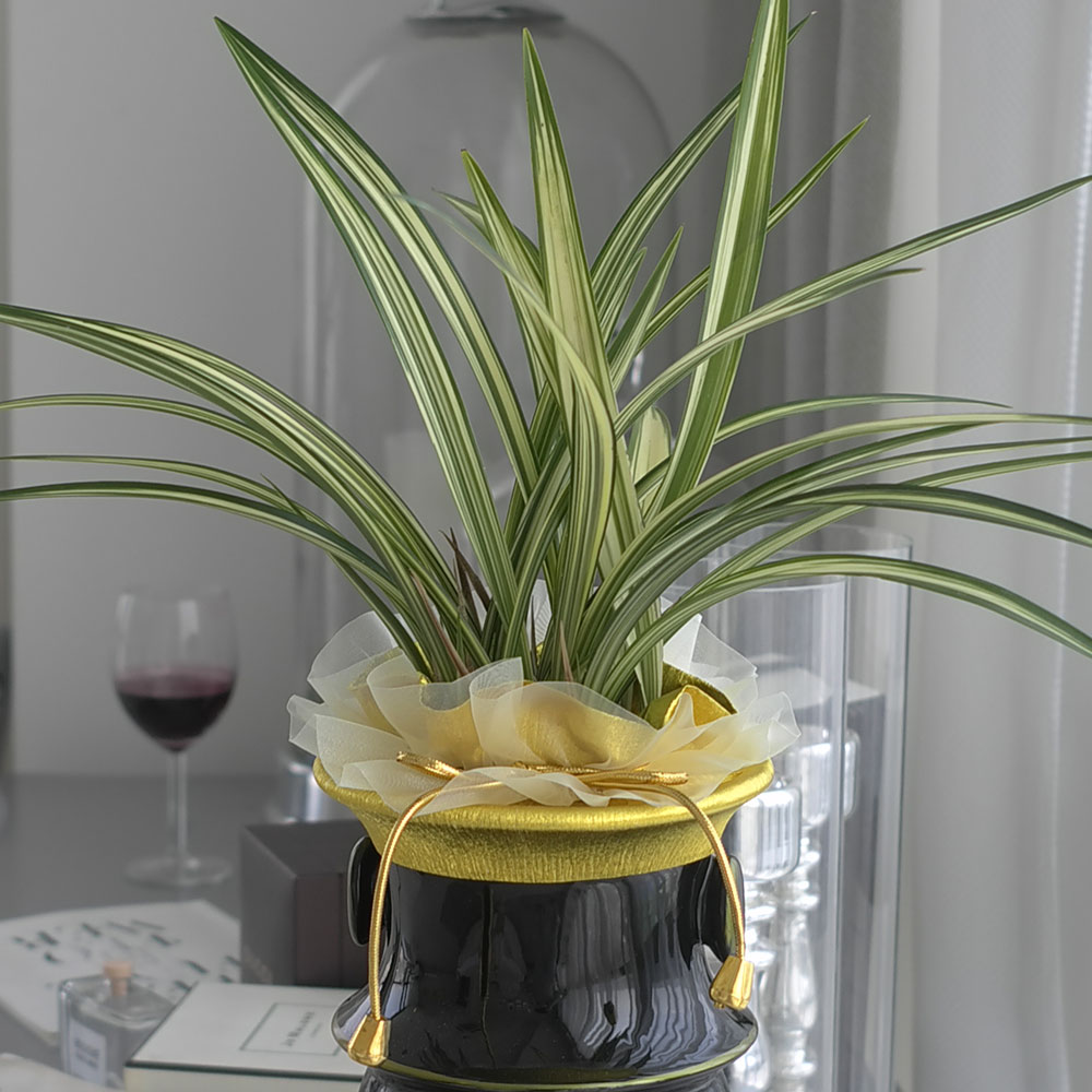 ½Ã¼±À» ¸Ó¹°°Ô ÇÏ´Â ½Ç³» ½Ä¹° - °í±Þ½º·¯¿î ºÐÀ§±â¿¡ µ¿¾ç¶õ(»çÇ×¼ö)