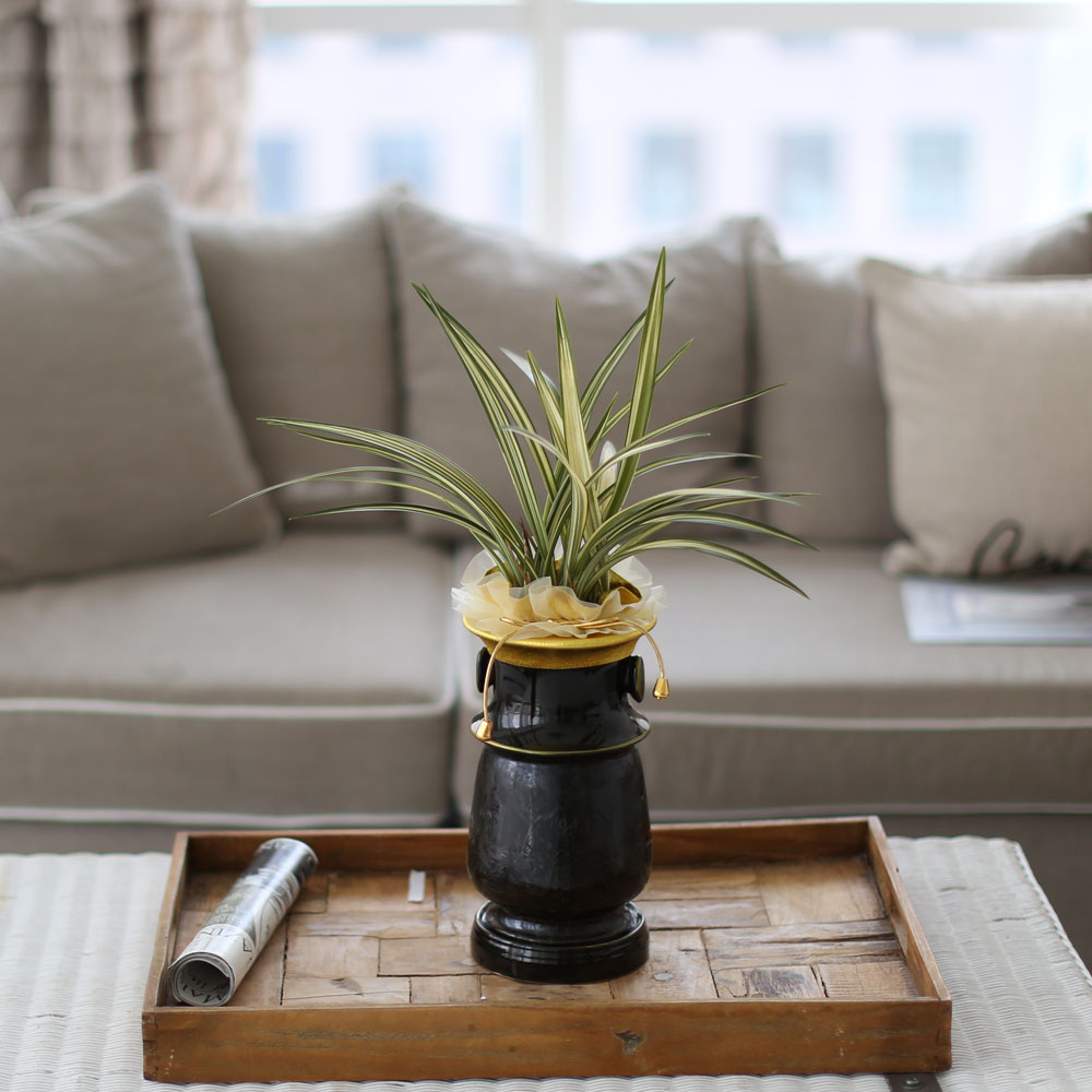 ½Ã¼±À» ¸Ó¹°°Ô ÇÏ´Â ½Ç³» ½Ä¹° - °í±Þ½º·¯¿î ºÐÀ§±â¿¡ µ¿¾ç¶õ(»çÇ×¼ö)