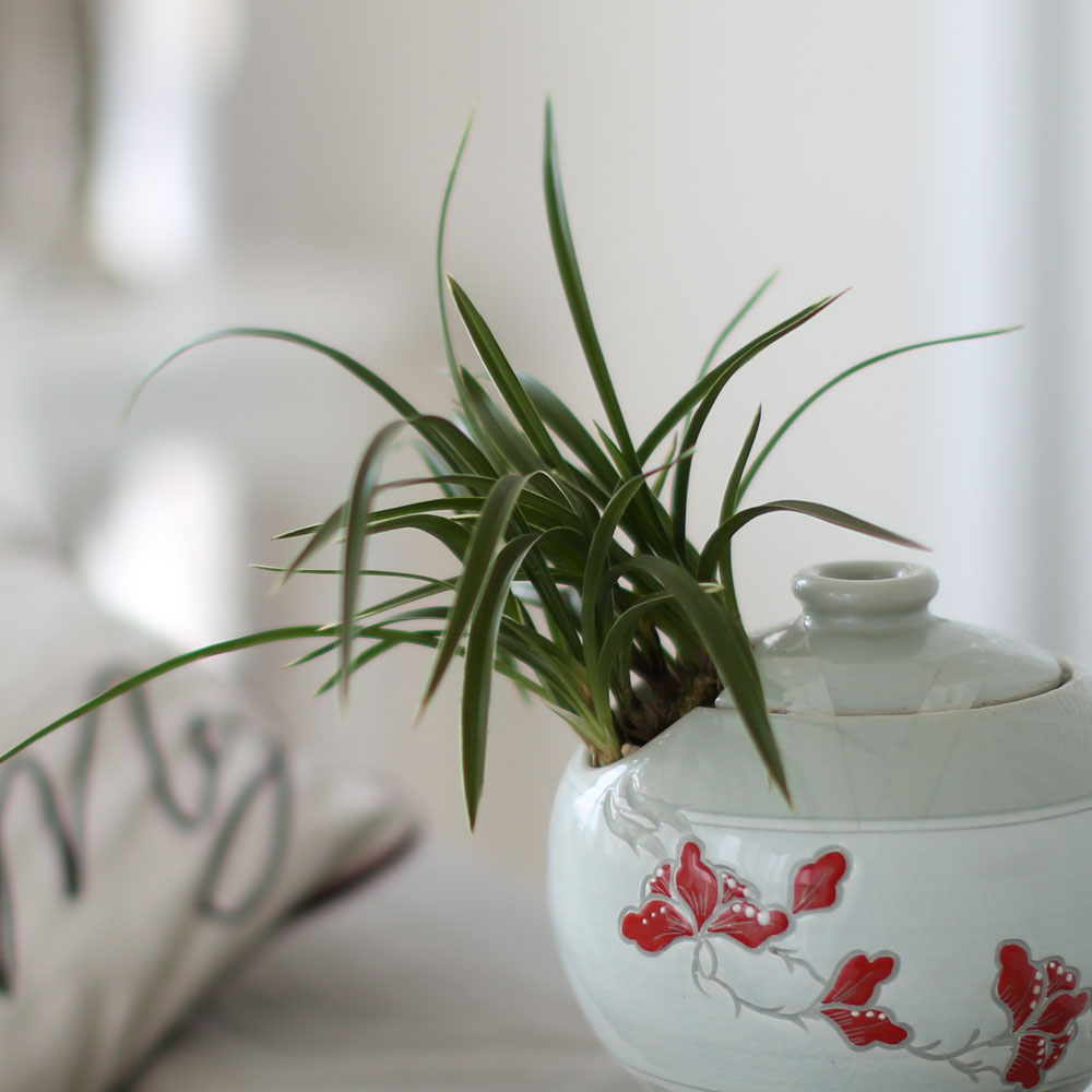 ü ӹ ϴ ǳ Ĺ  -  ׾Ƹ ڱп (õ)  ɹ