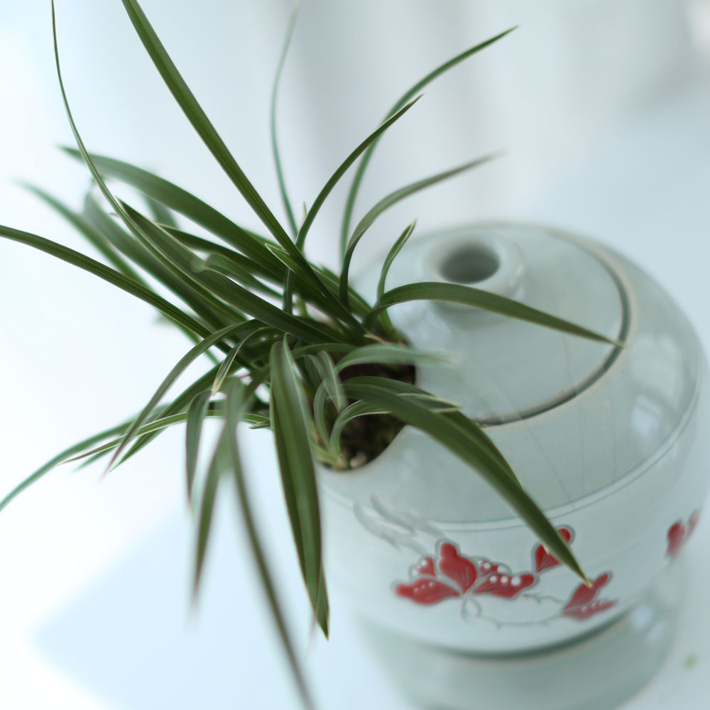 ü ӹ ϴ ǳ Ĺ  -  ׾Ƹ ڱп (õ)  ɹ