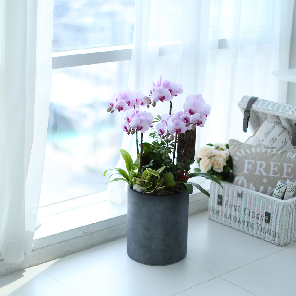 ü ӹ ϴ ǳ Ĺ -  ũȣ(ġũ)  ɹ