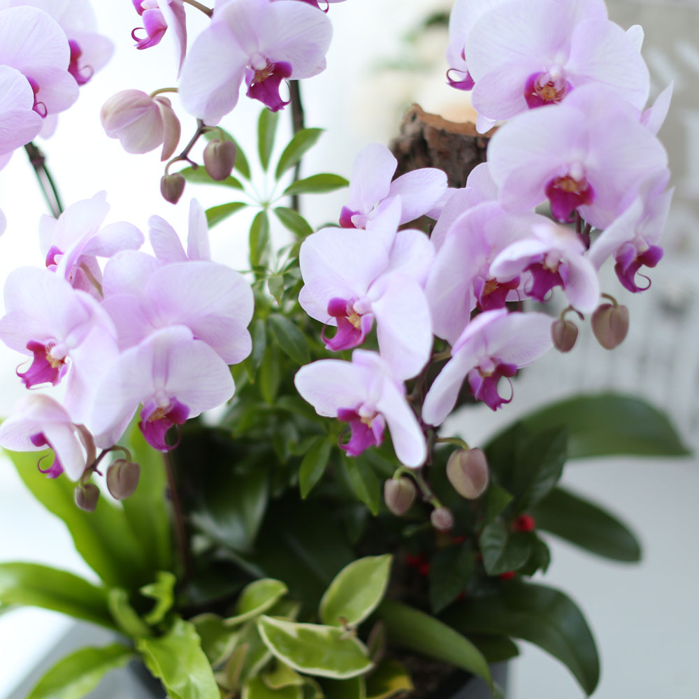 ü ӹ ϴ ǳ Ĺ -  ũȣ(ġũ)  ɹ