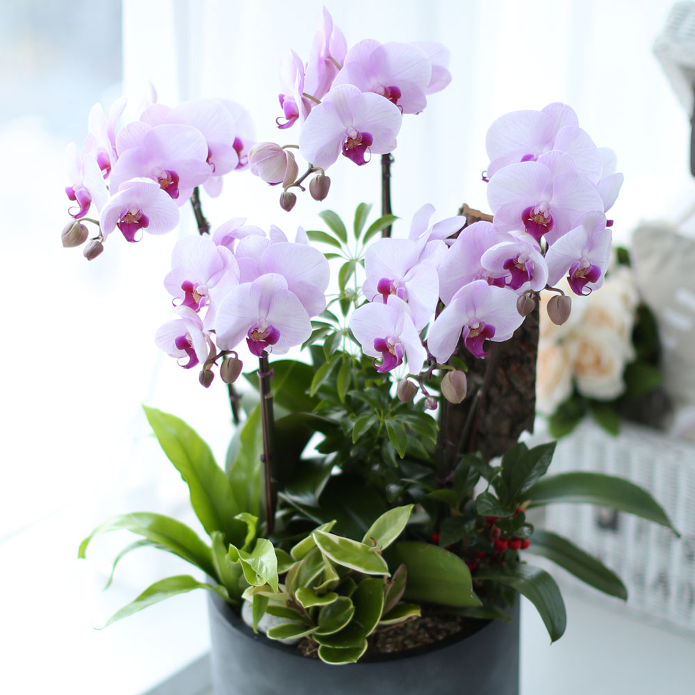 ü ӹ ϴ ǳ Ĺ -  ũȣ(ġũ)  ɹ