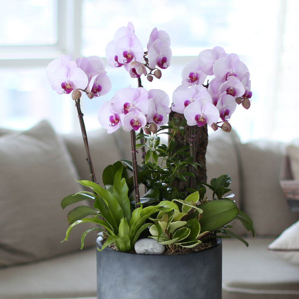 ü ӹ ϴ ǳ Ĺ -  ũȣ(ġũ)  ɹ