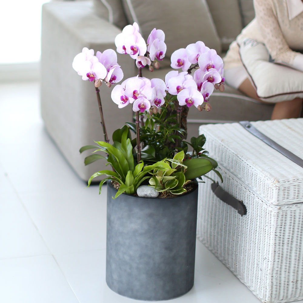 ü ӹ ϴ ǳ Ĺ -  ũȣ(ġũ)  ɹ