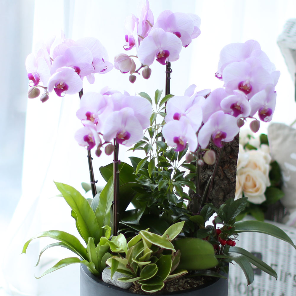 ü ӹ ϴ ǳ Ĺ -  ũȣ(ġũ)  ɹ