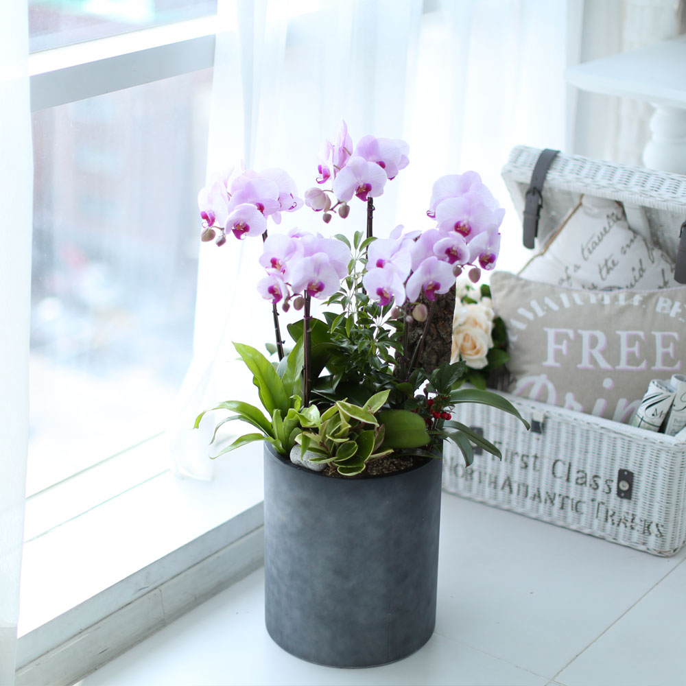 ü ӹ ϴ ǳ Ĺ -  ũȣ(ġũ)  ɹ