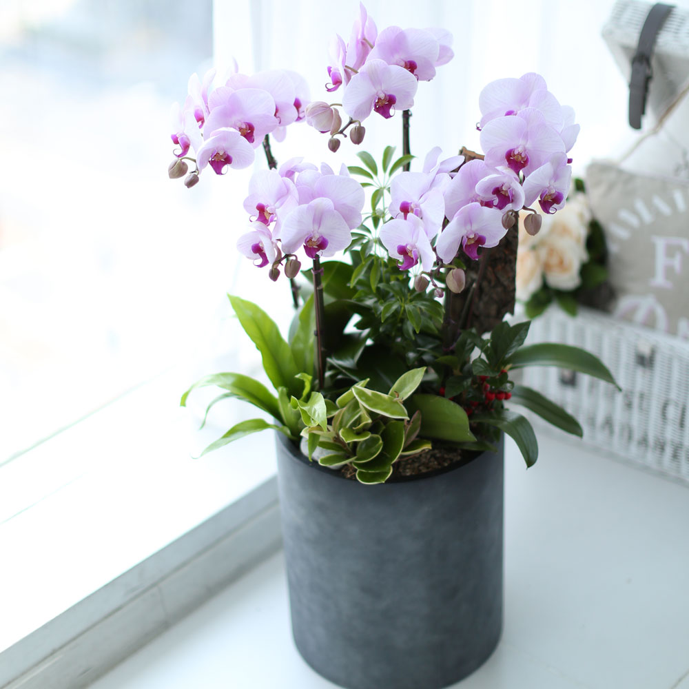 ü ӹ ϴ ǳ Ĺ -  ũȣ(ġũ)  ɹ