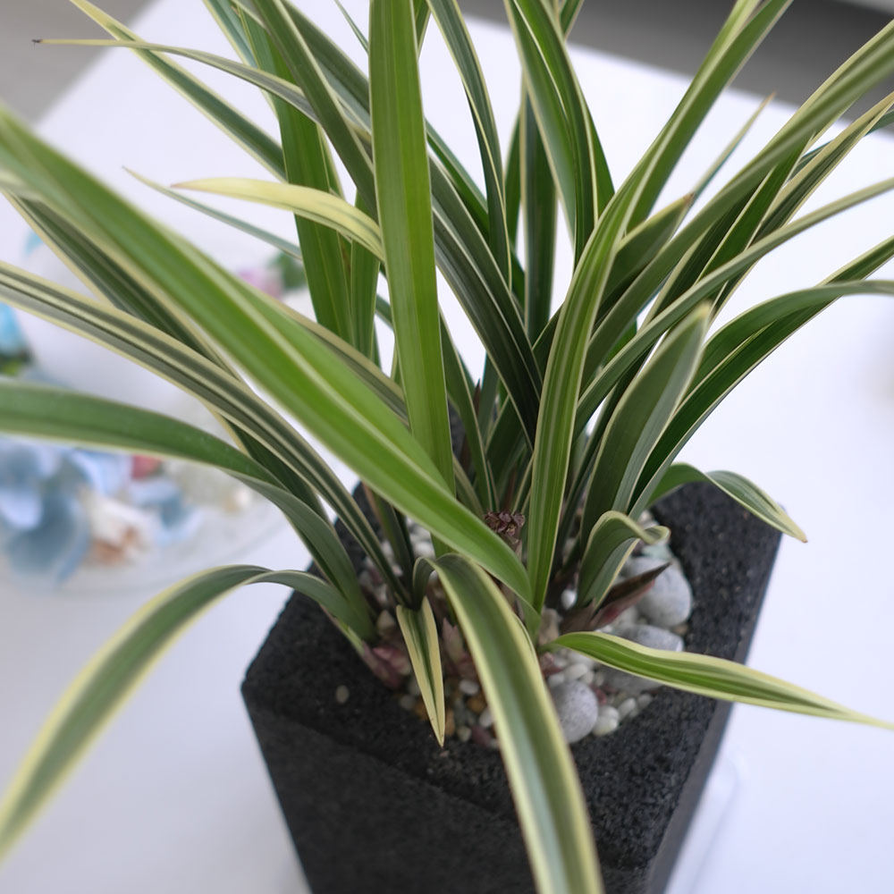 ü ӹ ϴ ǳ Ĺ - Ⱑ ٸ ִ  Ȳ(ȭ)