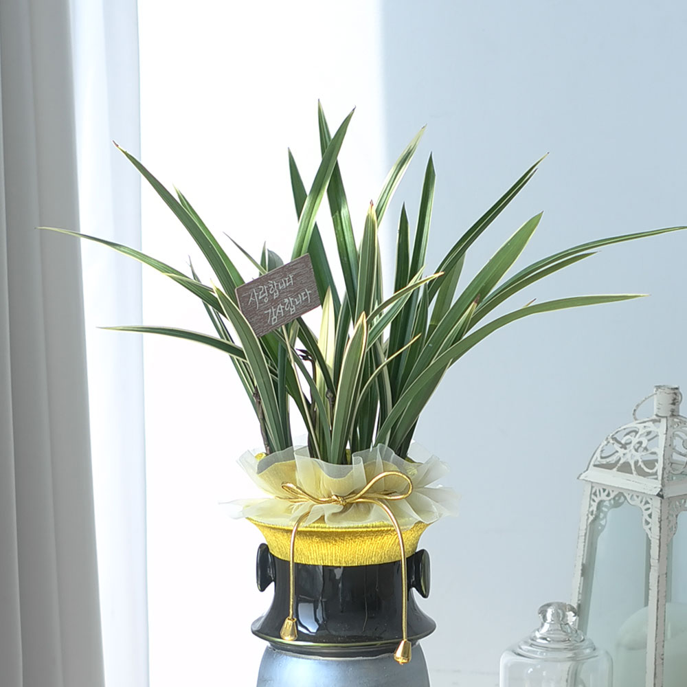 ü ӹ ϴ ǳ Ĺ -ǰִ ޵ (Ȳ) [ȭ⺯]