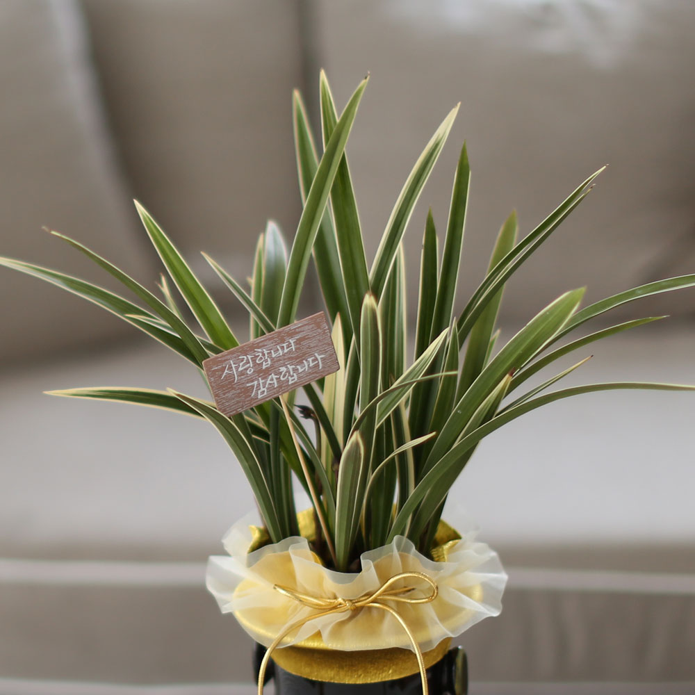 ü ӹ ϴ ǳ Ĺ -ǰִ ޵ (Ȳ) [ȭ⺯]