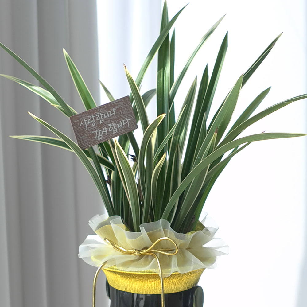 ü ӹ ϴ ǳ Ĺ -ǰִ ޵ (Ȳ) [ȭ⺯]