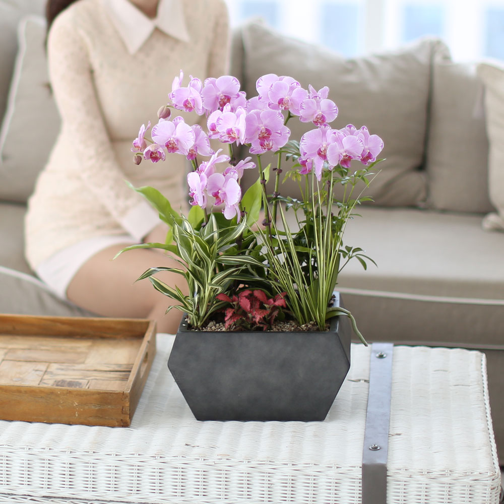 ½Ã¼±À» ¸Ó¹°°Ô ÇÏ´Â ½Ç³» ½Ä¹° - »ç¶û½º·¯¿î ¿¬ÇÎũȣÁ¢(ÇÎÅ©¼Û) ²ÉÁý ²É¹è´Þ