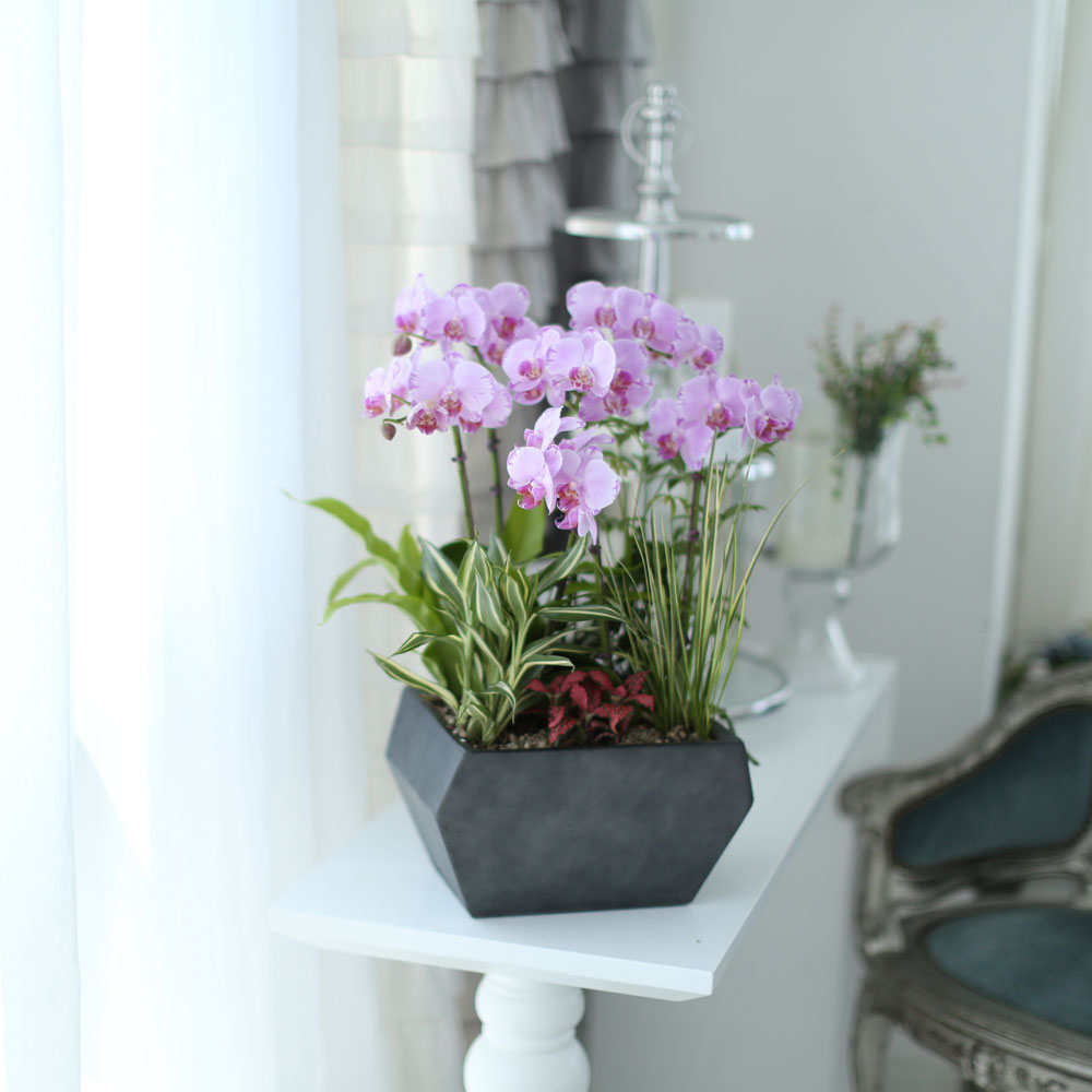 ½Ã¼±À» ¸Ó¹°°Ô ÇÏ´Â ½Ç³» ½Ä¹° - »ç¶û½º·¯¿î ¿¬ÇÎũȣÁ¢(ÇÎÅ©¼Û) ²ÉÁý ²É¹è´Þ