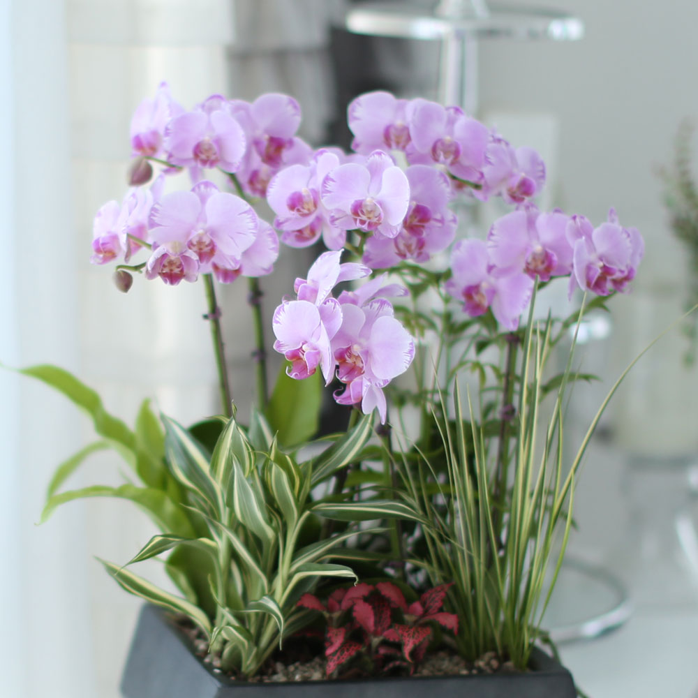 ½Ã¼±À» ¸Ó¹°°Ô ÇÏ´Â ½Ç³» ½Ä¹° - »ç¶û½º·¯¿î ¿¬ÇÎũȣÁ¢(ÇÎÅ©¼Û) ²ÉÁý ²É¹è´Þ