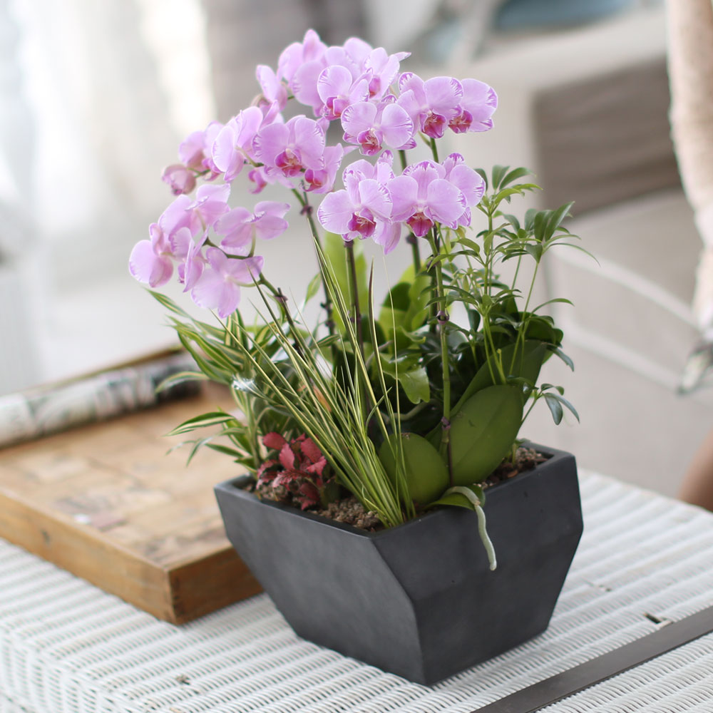 ½Ã¼±À» ¸Ó¹°°Ô ÇÏ´Â ½Ç³» ½Ä¹° - »ç¶û½º·¯¿î ¿¬ÇÎũȣÁ¢(ÇÎÅ©¼Û) ²ÉÁý ²É¹è´Þ