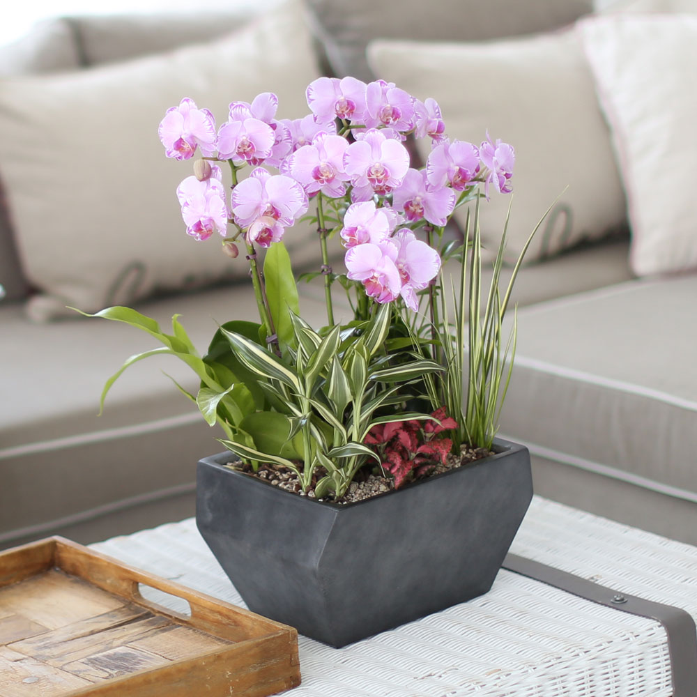 ½Ã¼±À» ¸Ó¹°°Ô ÇÏ´Â ½Ç³» ½Ä¹° - »ç¶û½º·¯¿î ¿¬ÇÎũȣÁ¢(ÇÎÅ©¼Û) ²ÉÁý ²É¹è´Þ