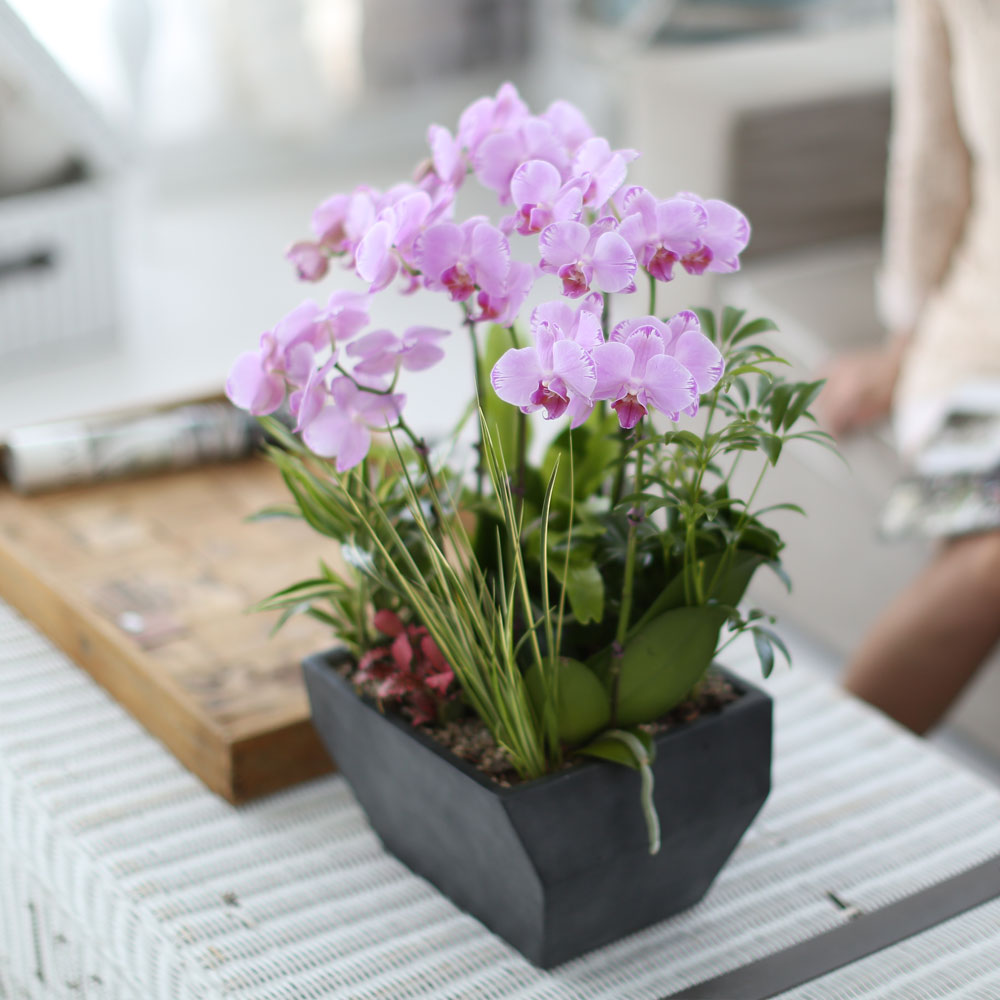 ½Ã¼±À» ¸Ó¹°°Ô ÇÏ´Â ½Ç³» ½Ä¹° - »ç¶û½º·¯¿î ¿¬ÇÎũȣÁ¢(ÇÎÅ©¼Û) ²ÉÁý ²É¹è´Þ