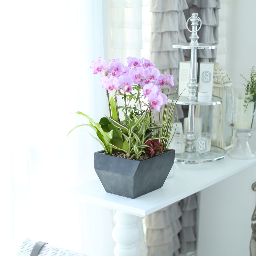 ½Ã¼±À» ¸Ó¹°°Ô ÇÏ´Â ½Ç³» ½Ä¹° - »ç¶û½º·¯¿î ¿¬ÇÎũȣÁ¢(ÇÎÅ©¼Û) ²ÉÁý ²É¹è´Þ