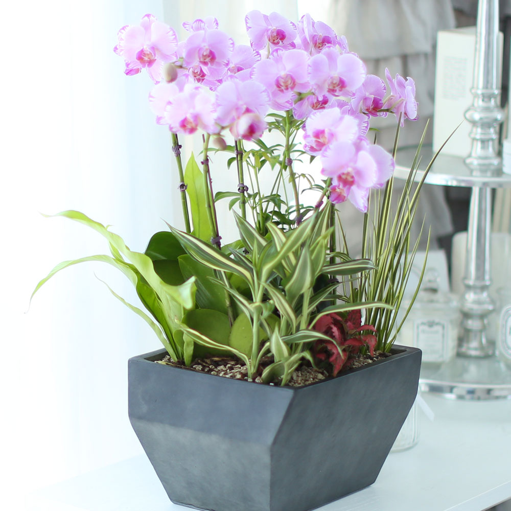 ½Ã¼±À» ¸Ó¹°°Ô ÇÏ´Â ½Ç³» ½Ä¹° - »ç¶û½º·¯¿î ¿¬ÇÎũȣÁ¢(ÇÎÅ©¼Û) ²ÉÁý ²É¹è´Þ