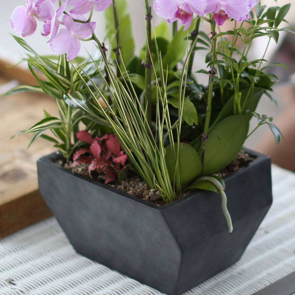 ½Ã¼±À» ¸Ó¹°°Ô ÇÏ´Â ½Ç³» ½Ä¹° - »ç¶û½º·¯¿î ¿¬ÇÎũȣÁ¢(ÇÎÅ©¼Û) ²ÉÁý ²É¹è´Þ