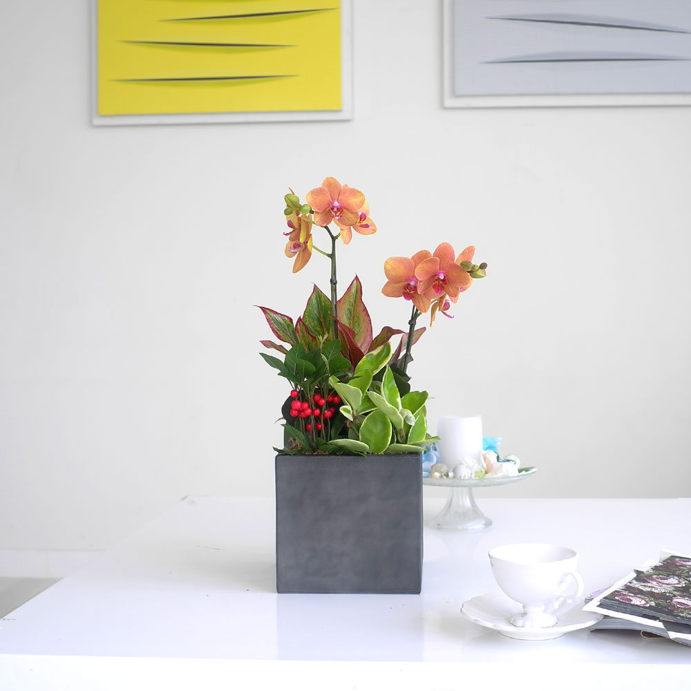 ü ӹ ϴ ǳ Ĺ -  ȭп ϰ  Ȳ ȣ  ɹ