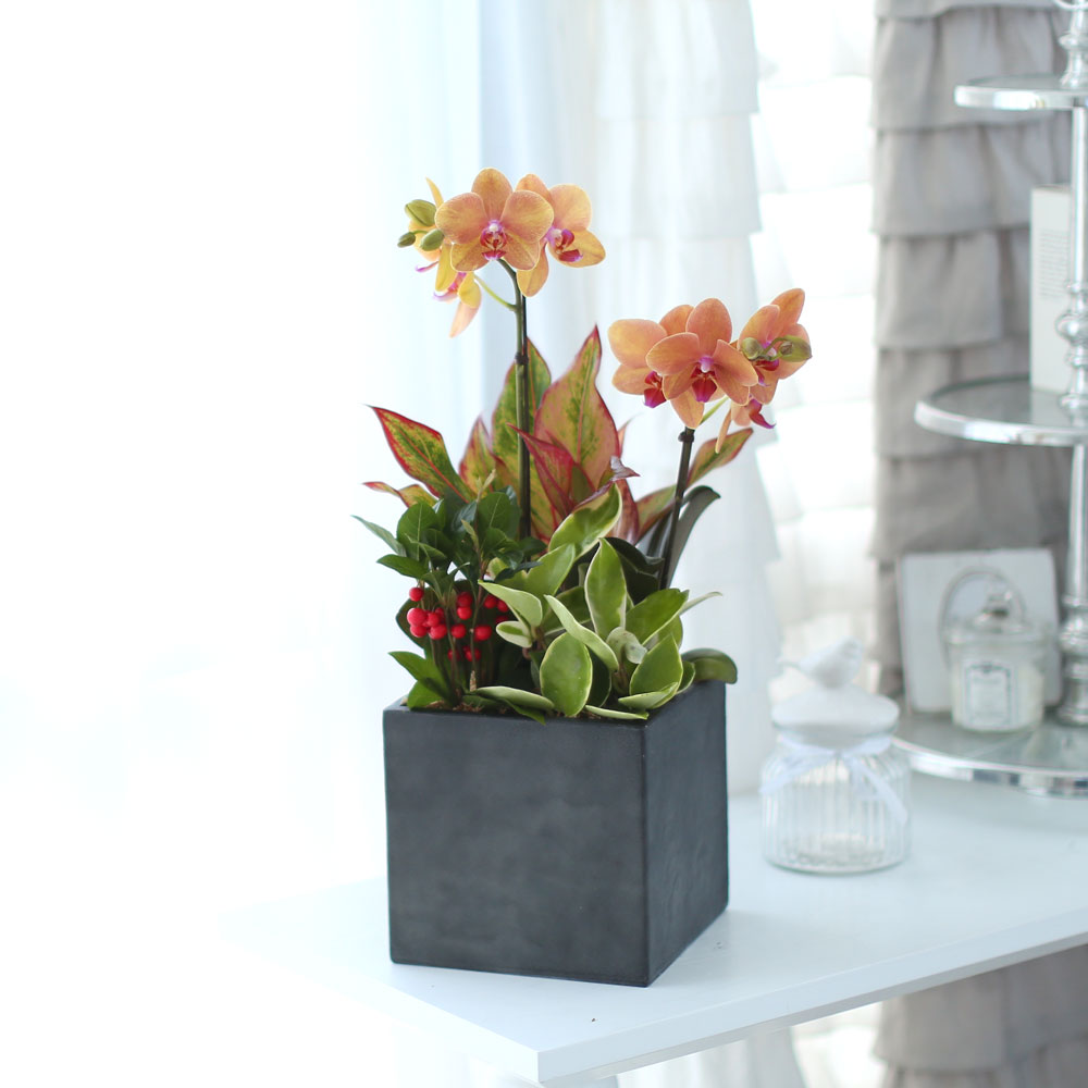 ü ӹ ϴ ǳ Ĺ -  ȭп ϰ  Ȳ ȣ  ɹ