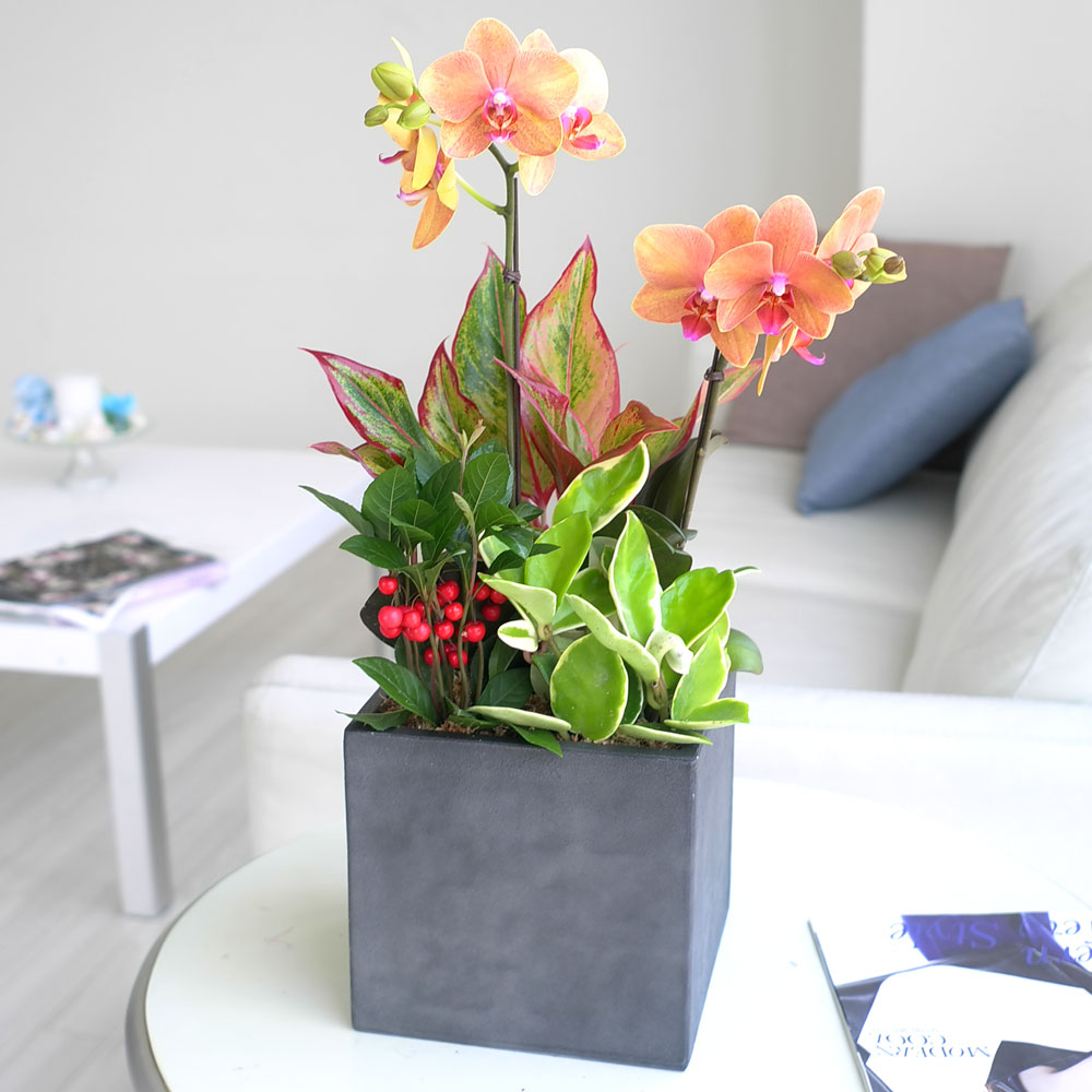 ü ӹ ϴ ǳ Ĺ -  ȭп ϰ  Ȳ ȣ  ɹ