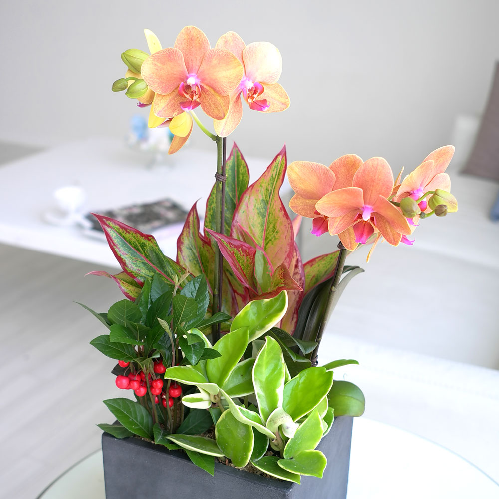 ü ӹ ϴ ǳ Ĺ -  ȭп ϰ  Ȳ ȣ  ɹ