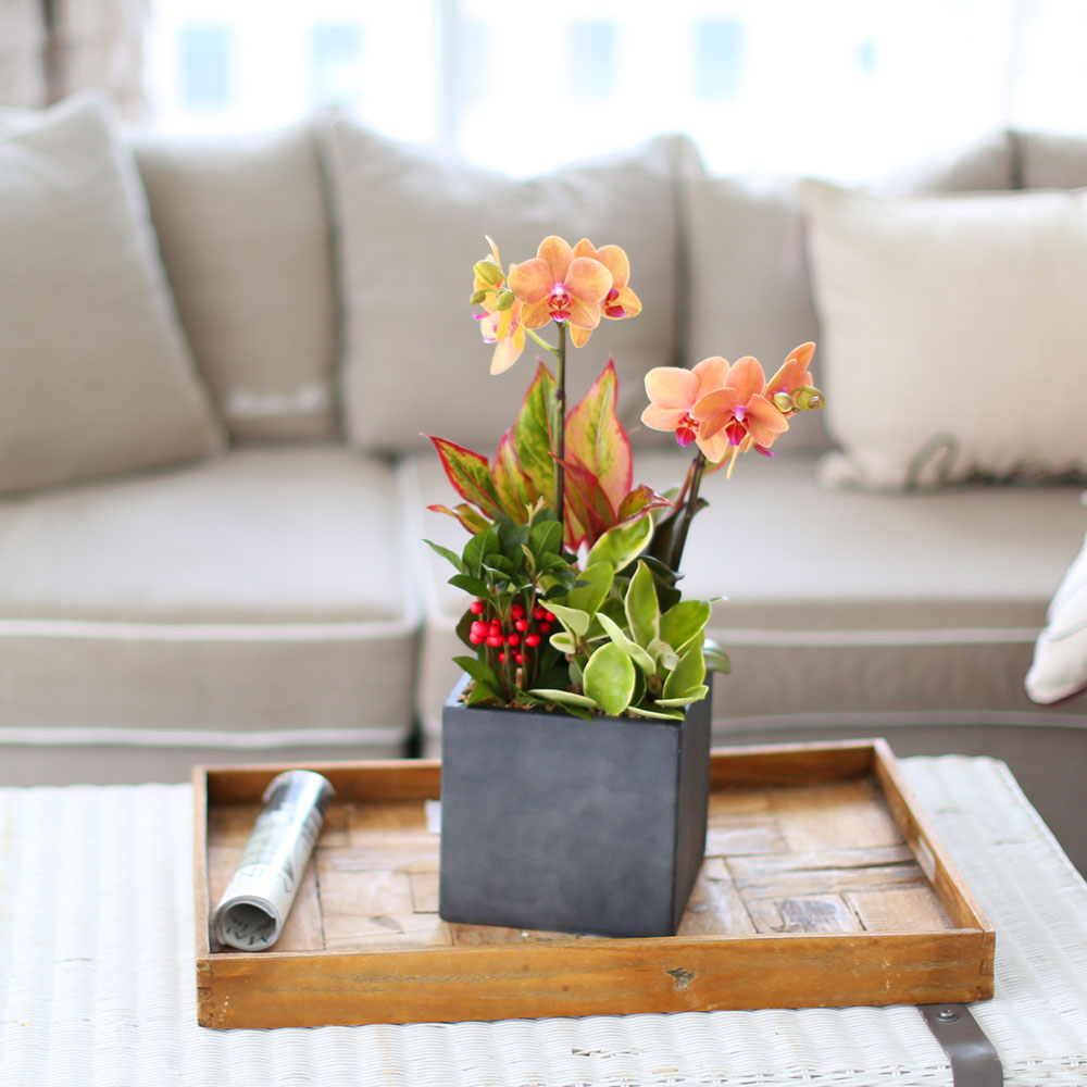 ü ӹ ϴ ǳ Ĺ -  ȭп ϰ  Ȳ ȣ  ɹ