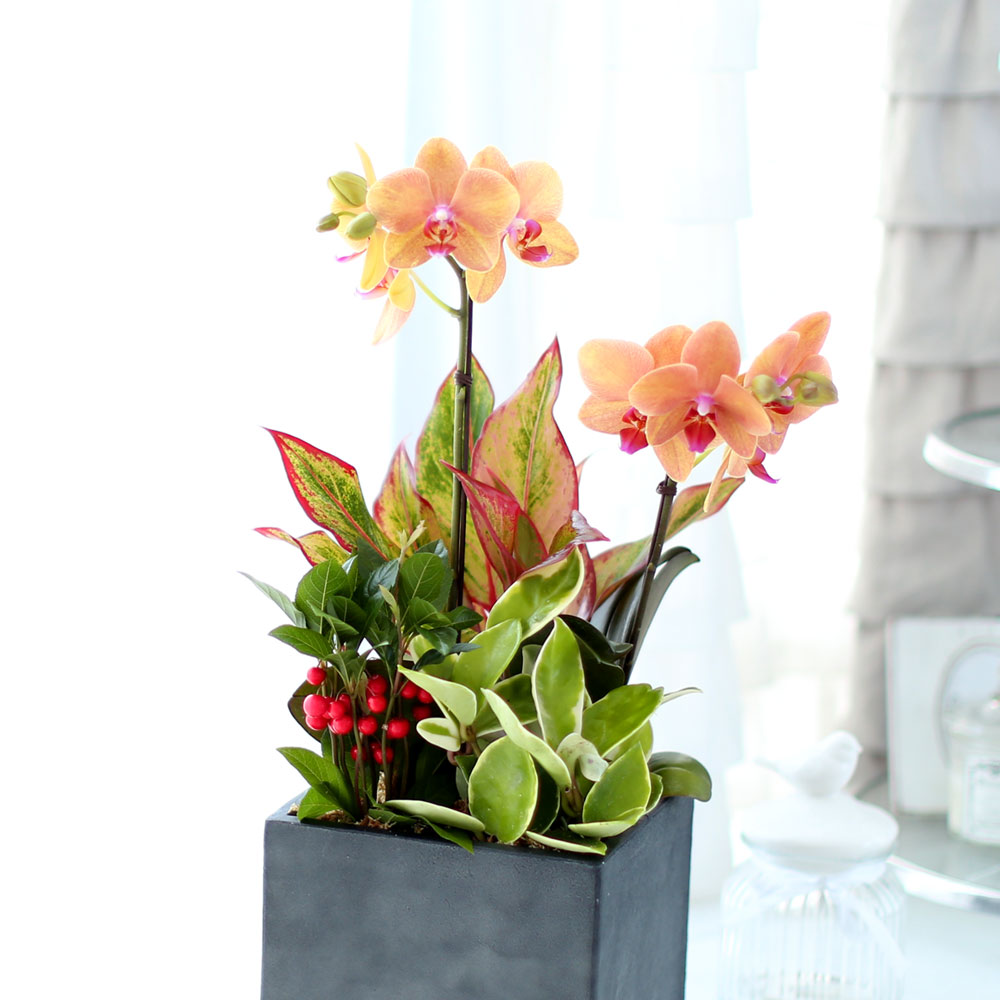 ü ӹ ϴ ǳ Ĺ -  ȭп ϰ  Ȳ ȣ  ɹ