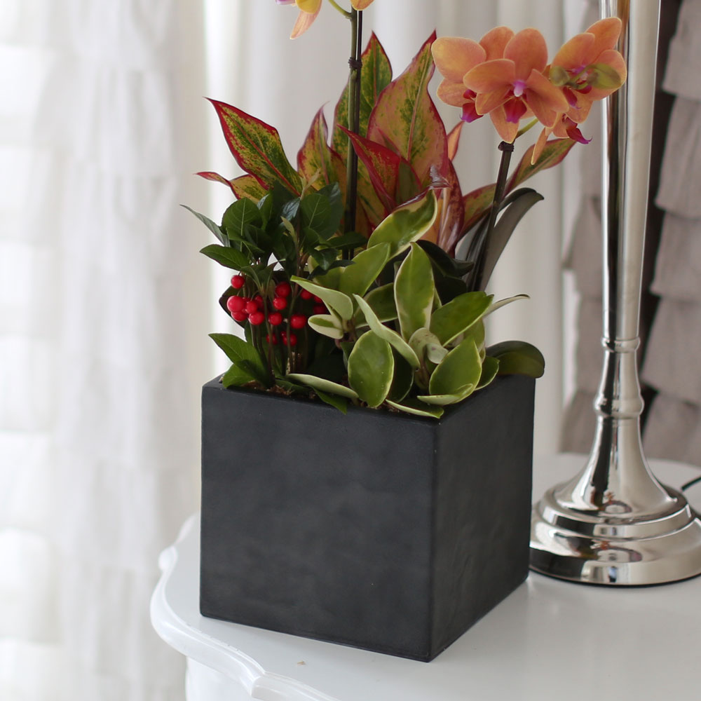 ü ӹ ϴ ǳ Ĺ -  ȭп ϰ  Ȳ ȣ  ɹ