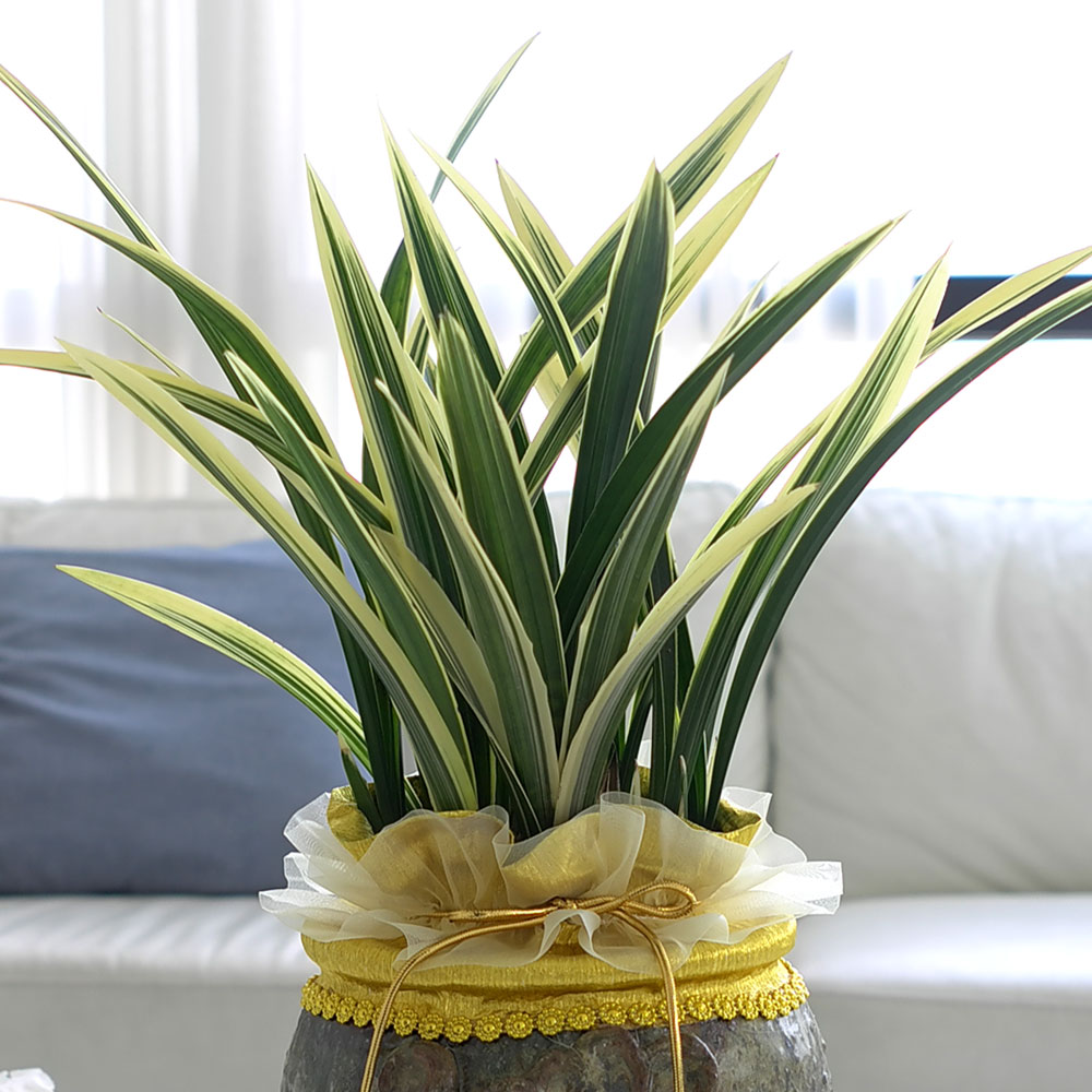 ü ӹ ϴ ǳ Ĺ - ׾Ƹ ȭ⿡  ޵(Ȳ)  ɹ