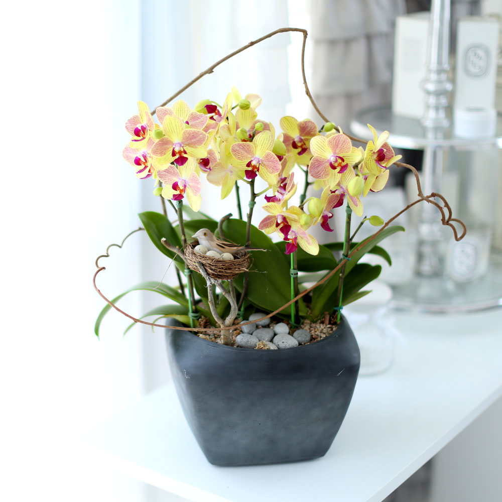 ü ӹ ϴ ǳ Ĺ -  ȭ  Ƹٿ  ȣ