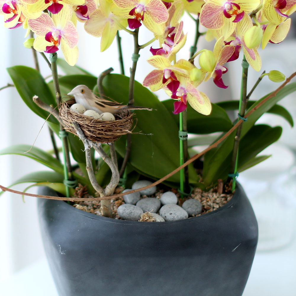 ü ӹ ϴ ǳ Ĺ -  ȭ  Ƹٿ  ȣ