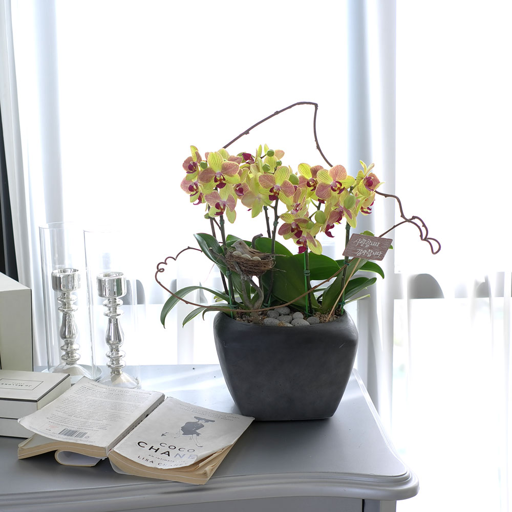 ü ӹ ϴ ǳ Ĺ -  ȭ  Ƹٿ  ȣ