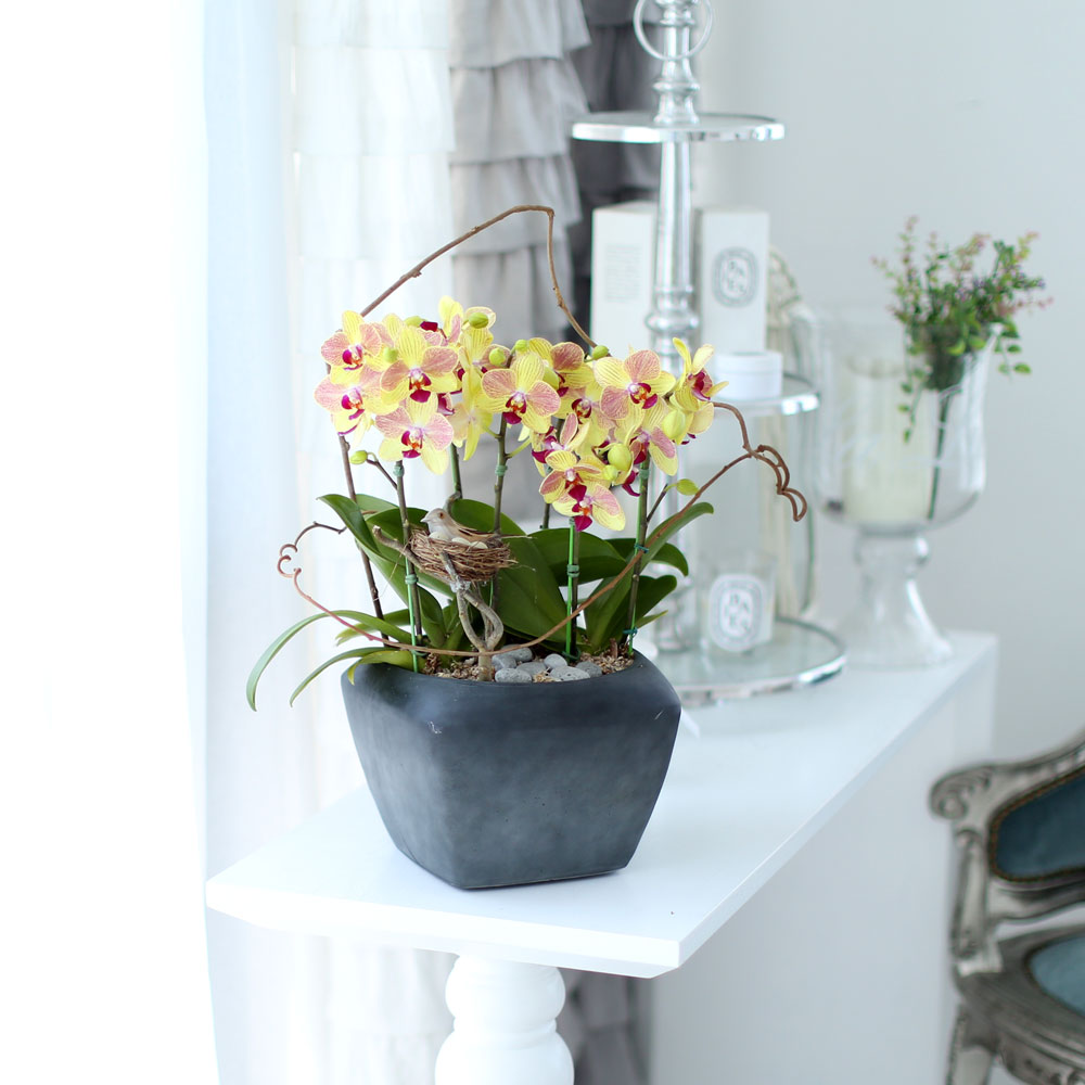 ü ӹ ϴ ǳ Ĺ -  ȭ  Ƹٿ  ȣ