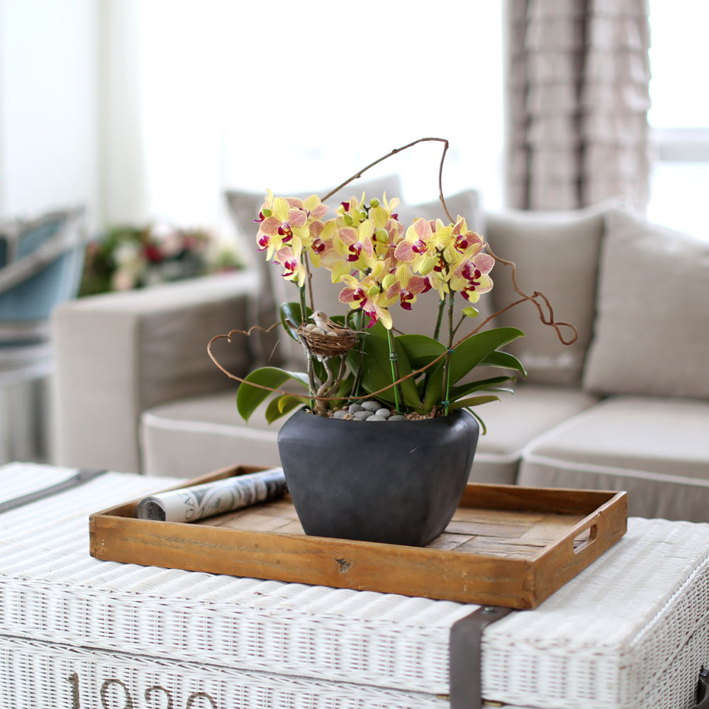 ü ӹ ϴ ǳ Ĺ -  ȭ  Ƹٿ  ȣ