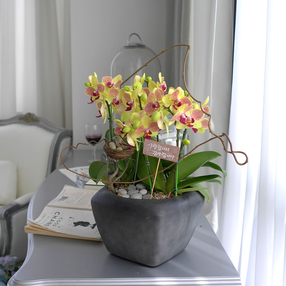 ü ӹ ϴ ǳ Ĺ -  ȭ  Ƹٿ  ȣ