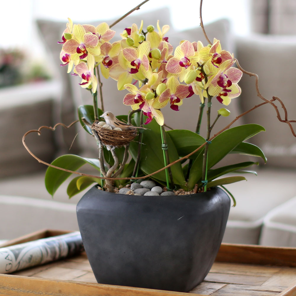 ü ӹ ϴ ǳ Ĺ -  ȭ  Ƹٿ  ȣ