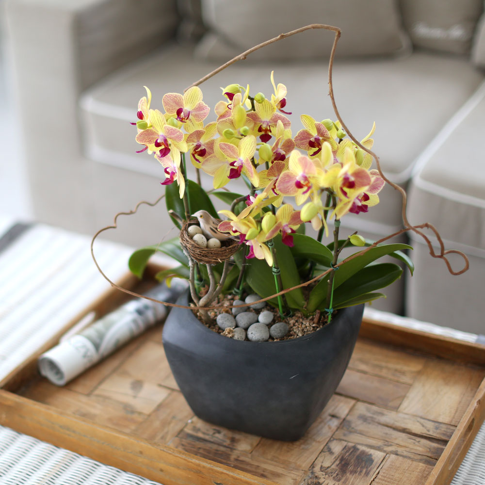 ü ӹ ϴ ǳ Ĺ -  ȭ  Ƹٿ  ȣ