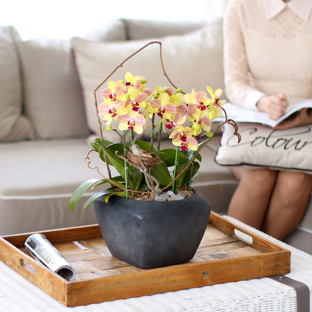 ü ӹ ϴ ǳ Ĺ -  ȭ  Ƹٿ  ȣ