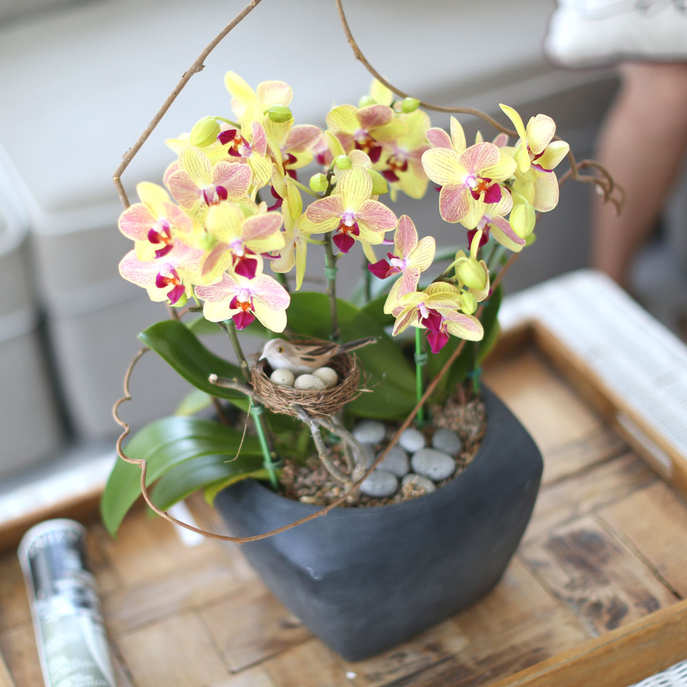 ü ӹ ϴ ǳ Ĺ -  ȭ  Ƹٿ  ȣ