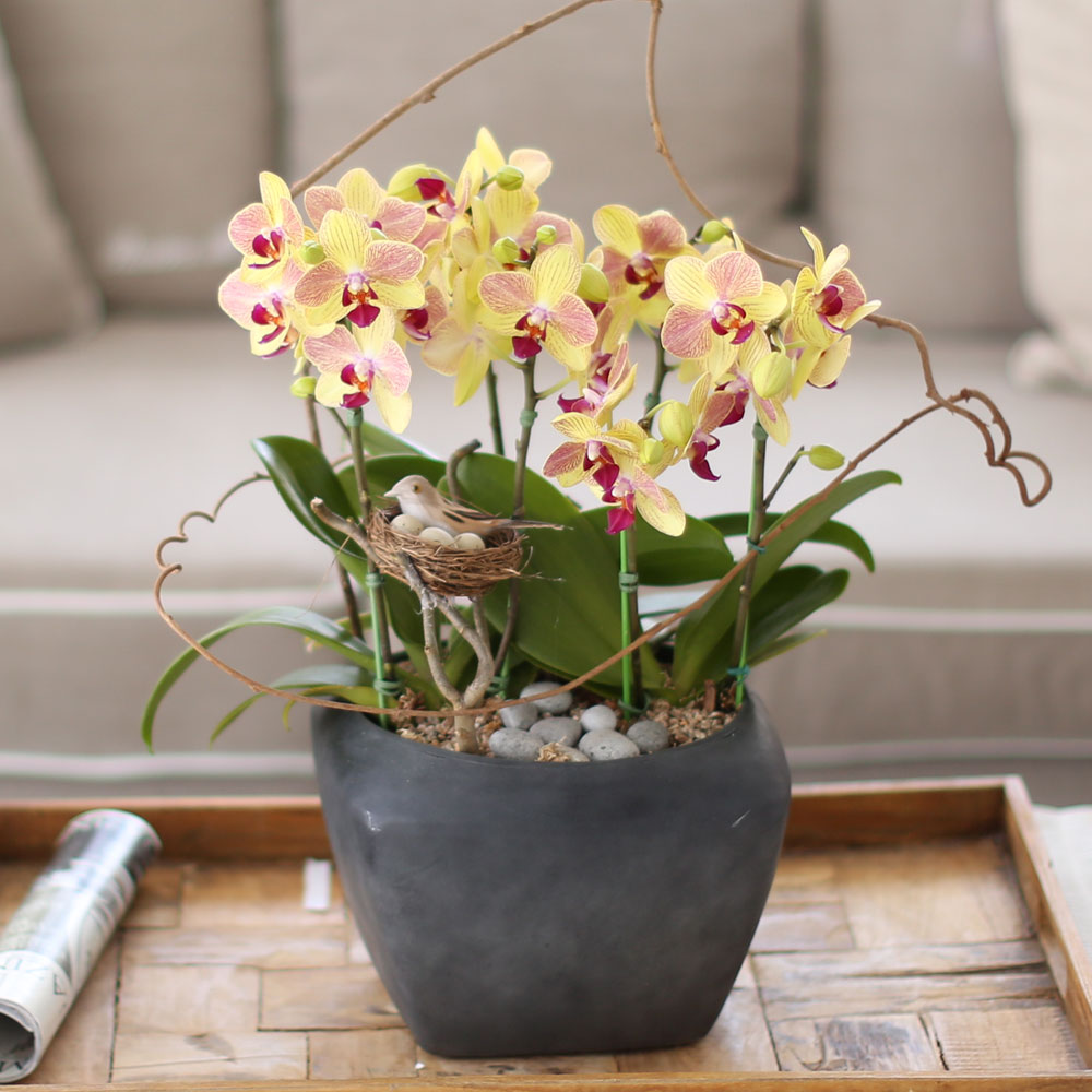 ü ӹ ϴ ǳ Ĺ -  ȭ  Ƹٿ  ȣ