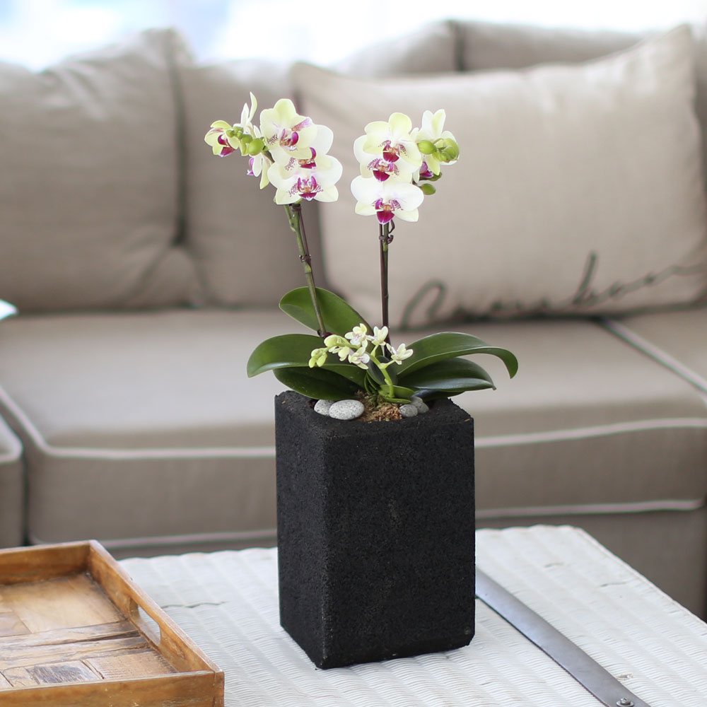 ü ӹ ϴ ǳ Ĺ -  Ȱ   ׸ (ȭǰ ȭ ü)  ɹ