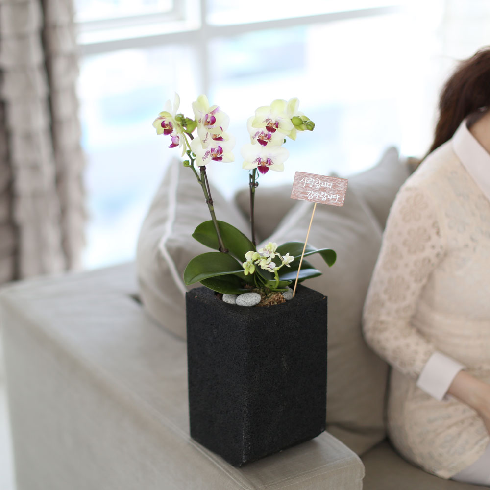 ü ӹ ϴ ǳ Ĺ -  Ȱ   ׸ (ȭǰ ȭ ü)  ɹ