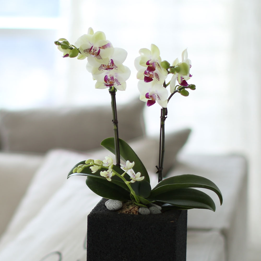 ü ӹ ϴ ǳ Ĺ -  Ȱ   ׸ (ȭǰ ȭ ü)  ɹ