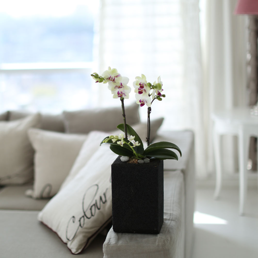 ü ӹ ϴ ǳ Ĺ -  Ȱ   ׸ (ȭǰ ȭ ü)  ɹ