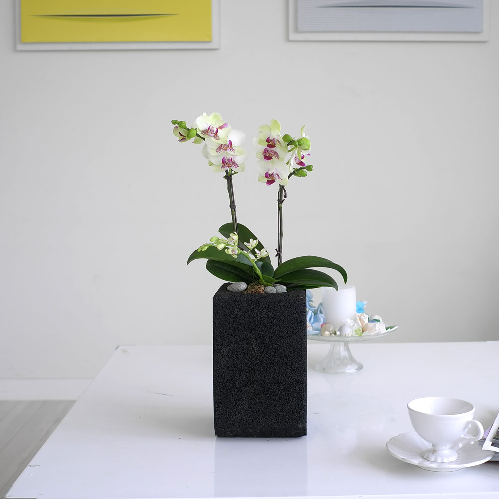 ü ӹ ϴ ǳ Ĺ -  Ȱ   ׸ (ȭǰ ȭ ü)  ɹ